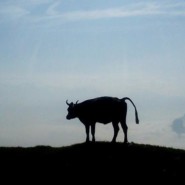 Kuh auf der Haggenegg