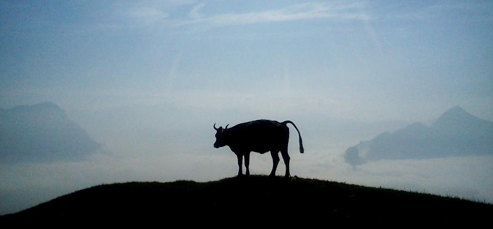 Kuh auf der Haggenegg